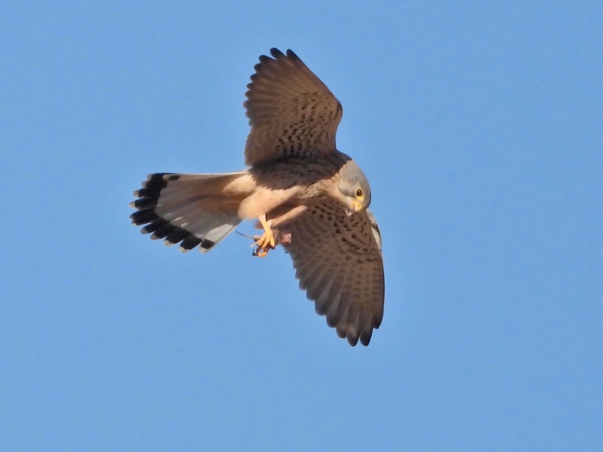 チョウゲンボウ - ML643286679