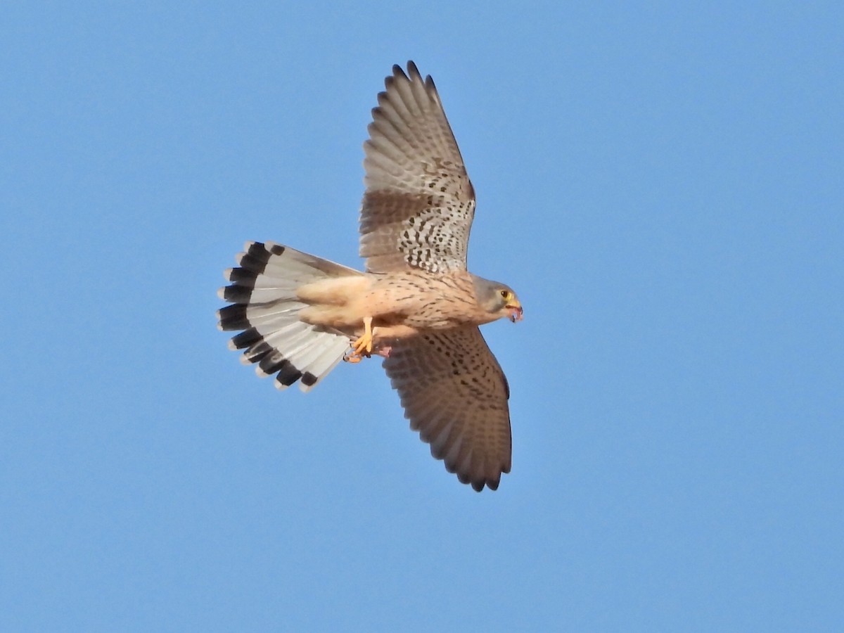 チョウゲンボウ - ML643286680