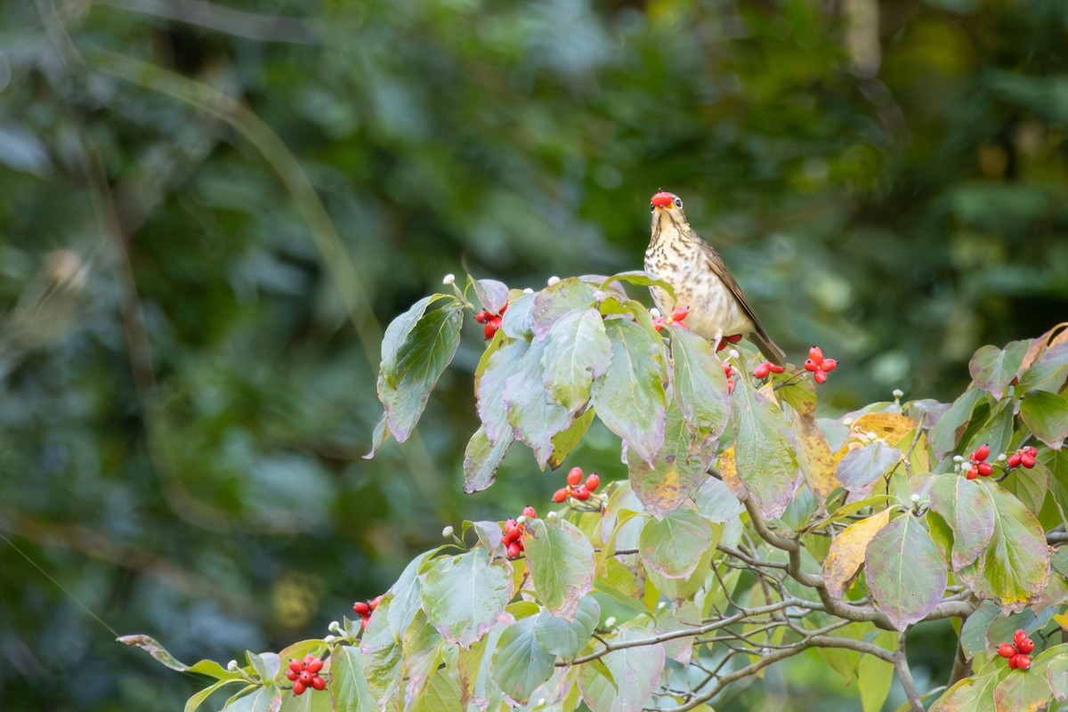 Swainson's Thrush - ML643286683