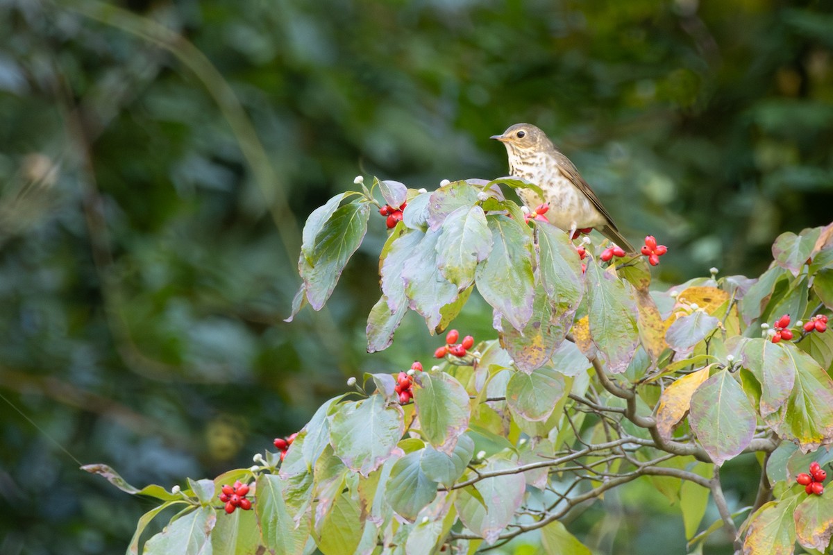 Swainson's Thrush - ML643286684