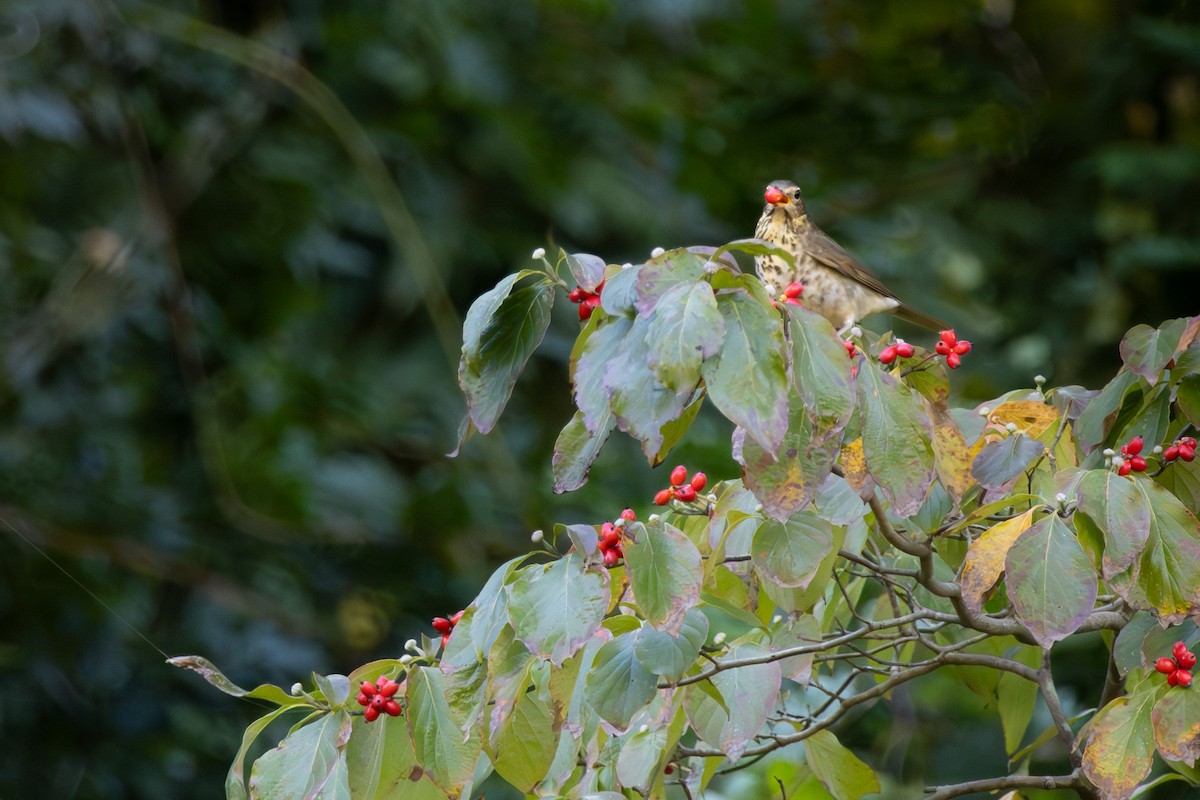 Swainson's Thrush - ML643286685