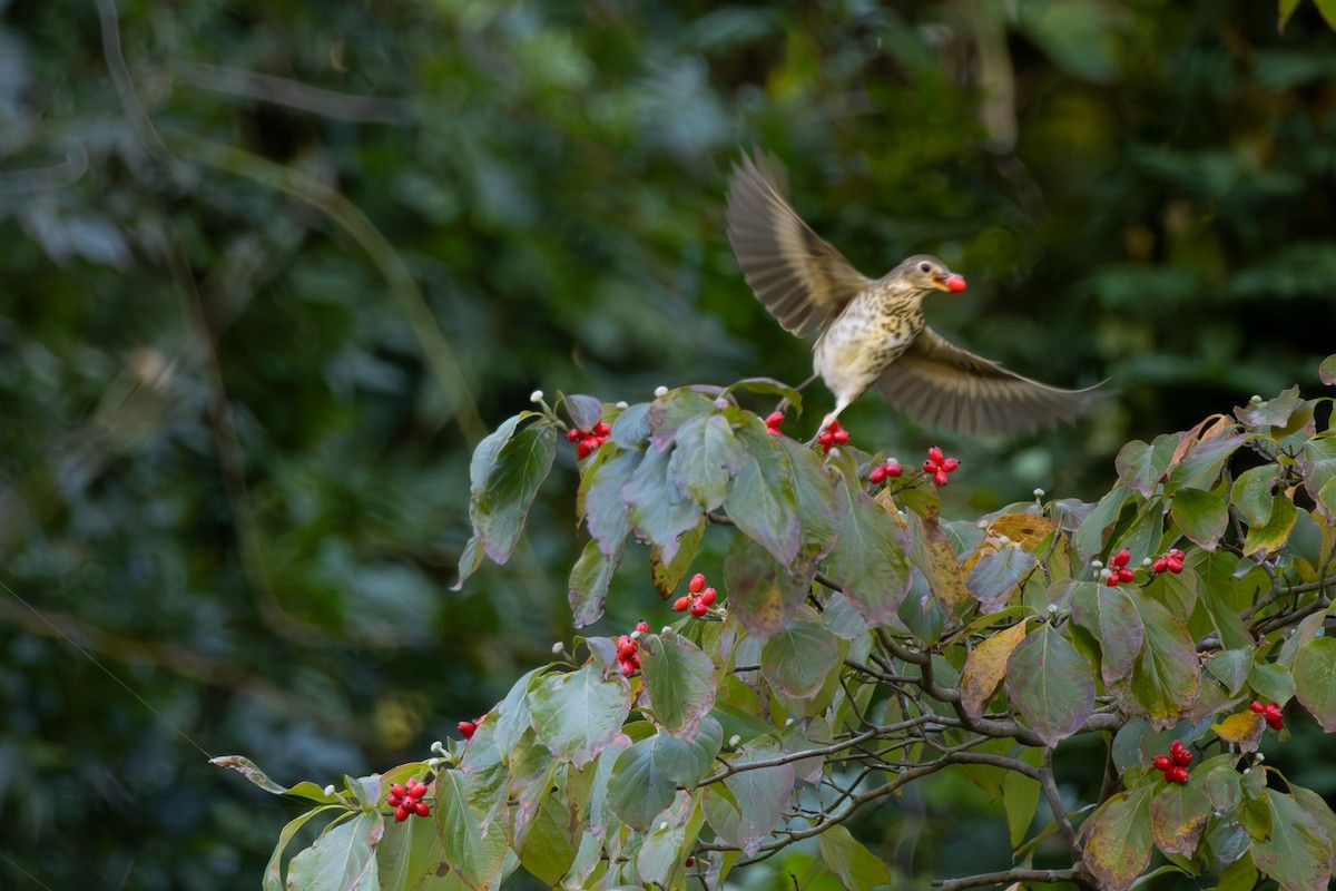 Swainson's Thrush - ML643286686