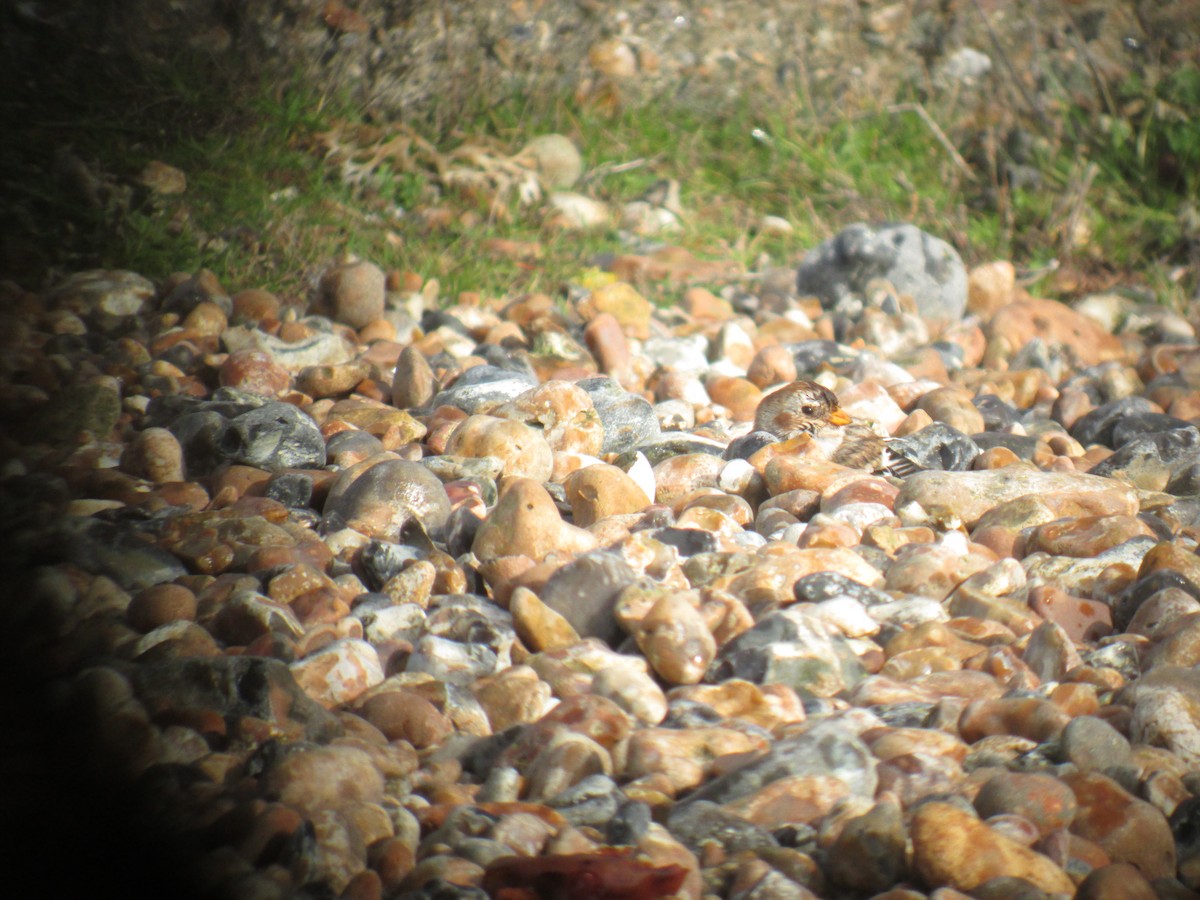 Snow Bunting - ML643286691