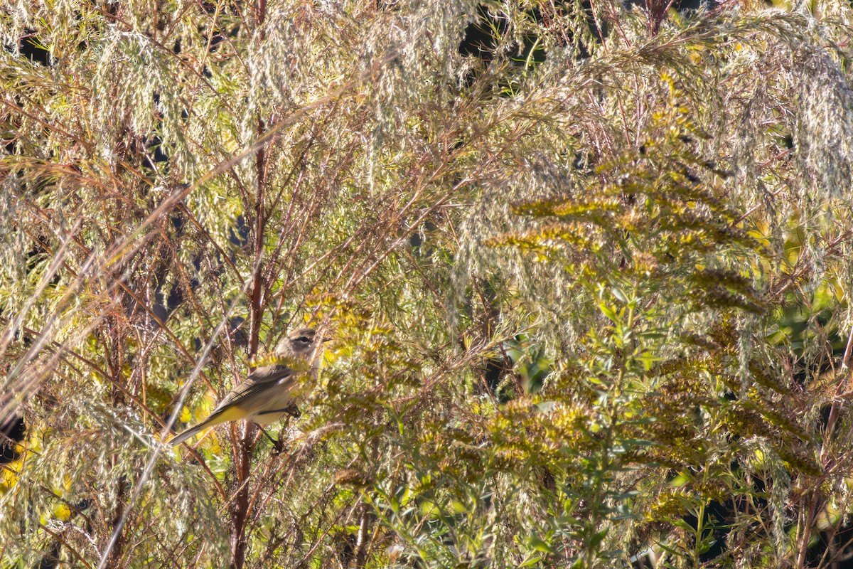 Palm Warbler - ML643286699