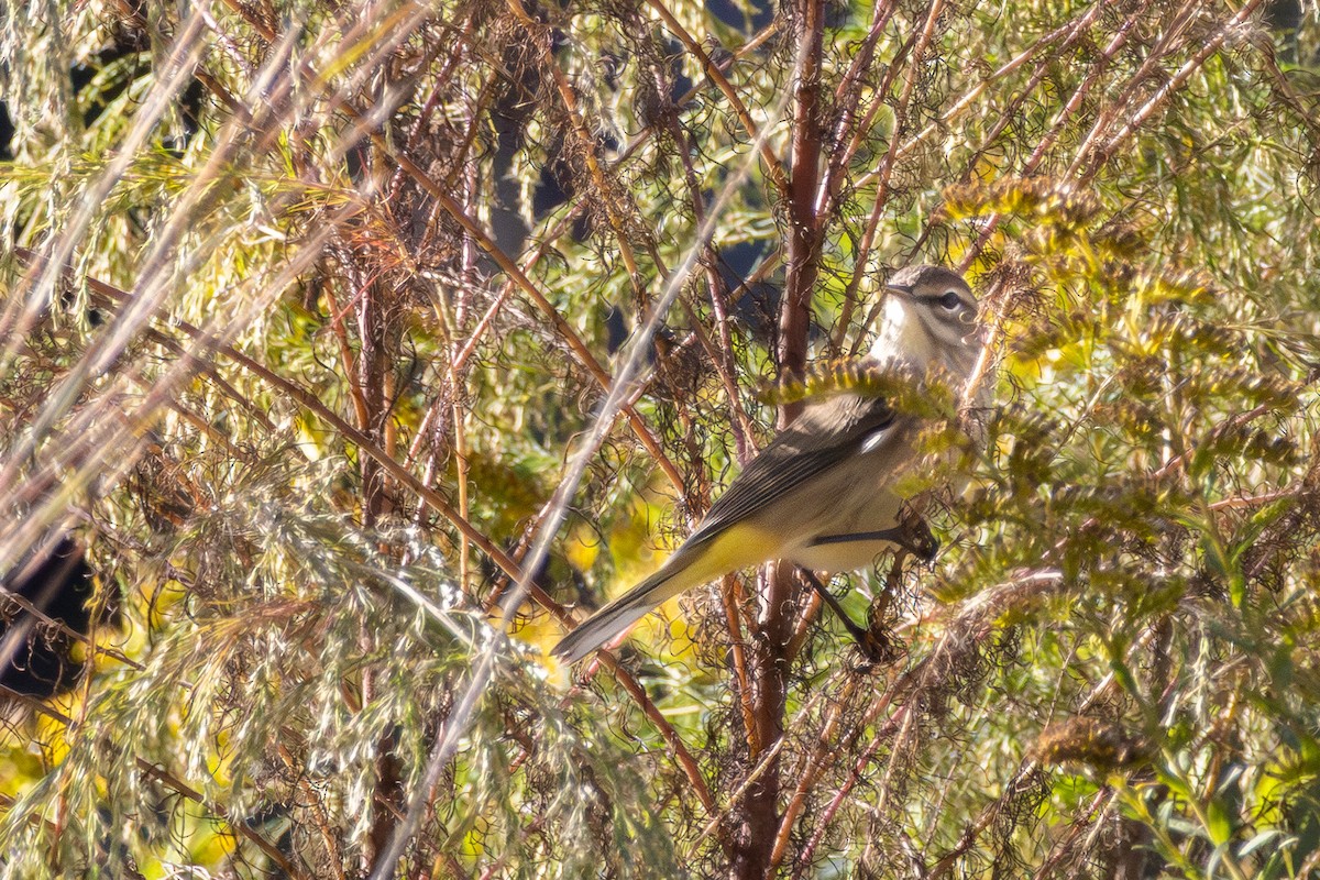 Palm Warbler - ML643286700