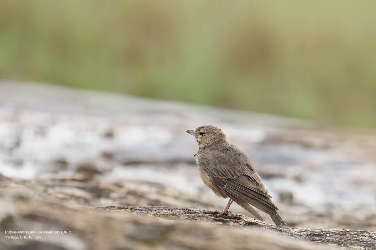 Rufous-tailed Lark - ML643286701