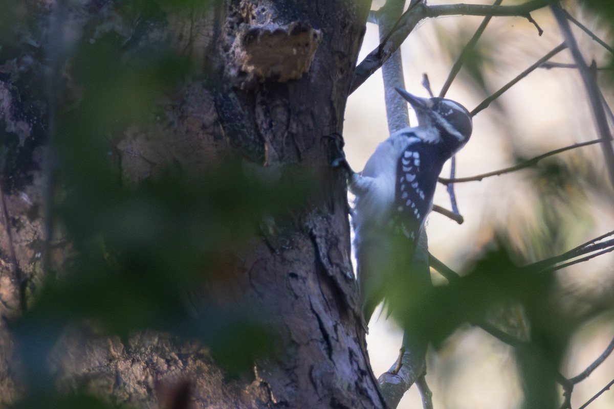 Hairy Woodpecker - ML643286707