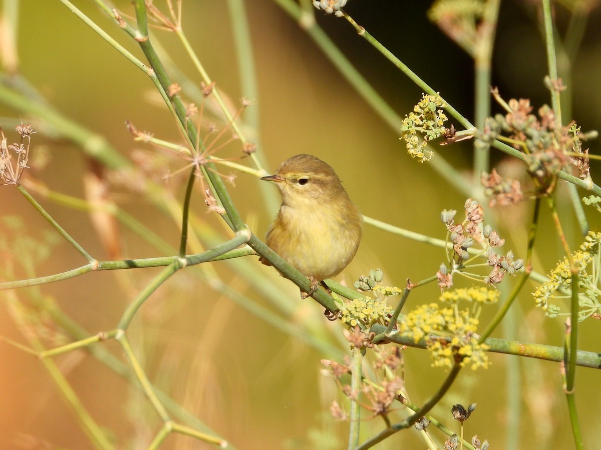 キタヤナギムシクイ／チフチャフ／イベリアチフチャフ - ML643286711