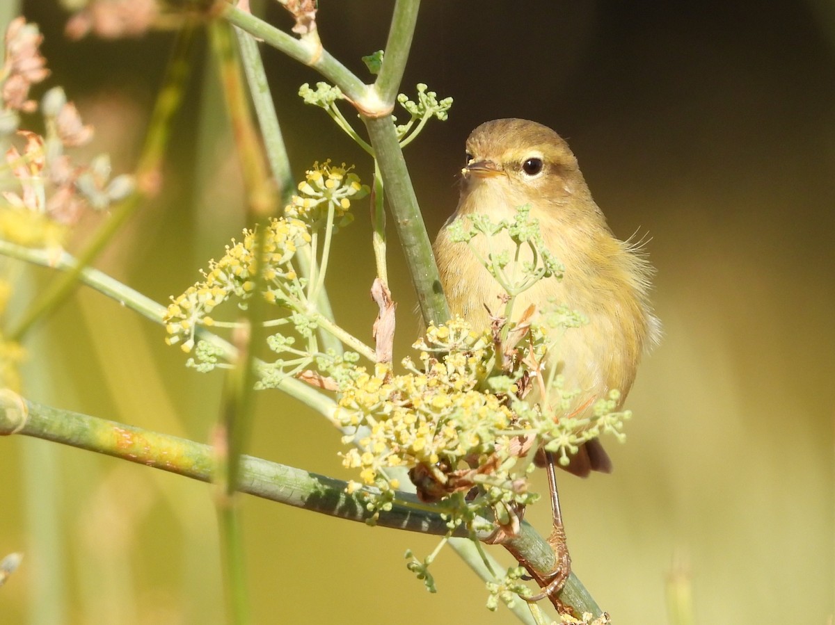 キタヤナギムシクイ／チフチャフ／イベリアチフチャフ - ML643286712
