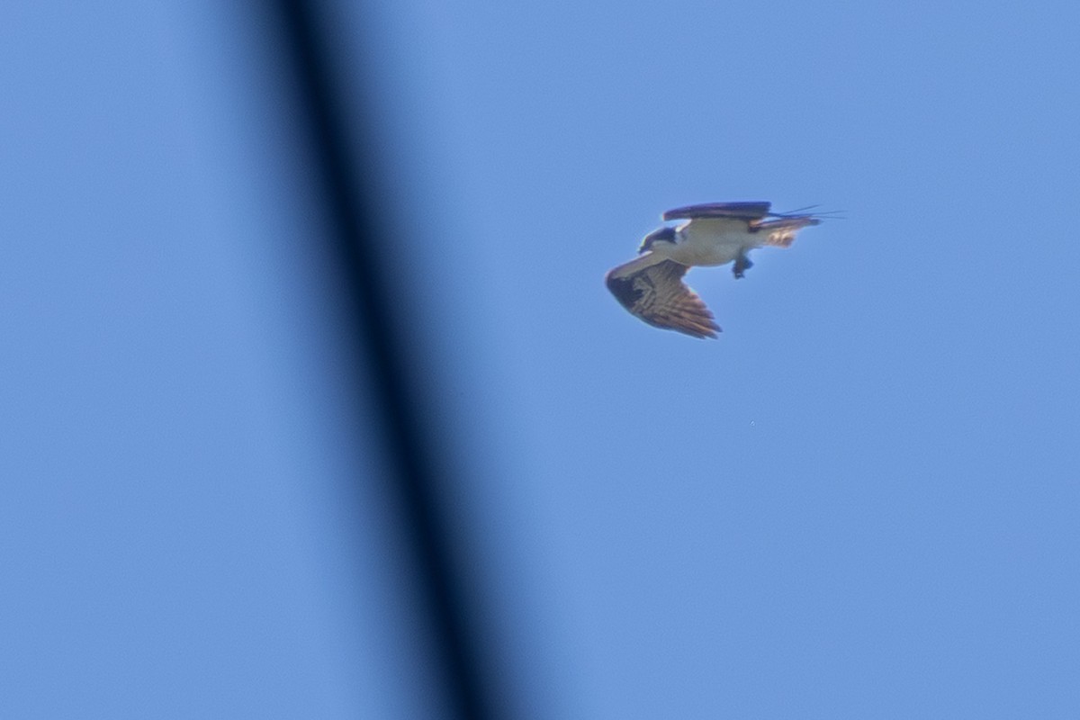 Osprey - ML643286713