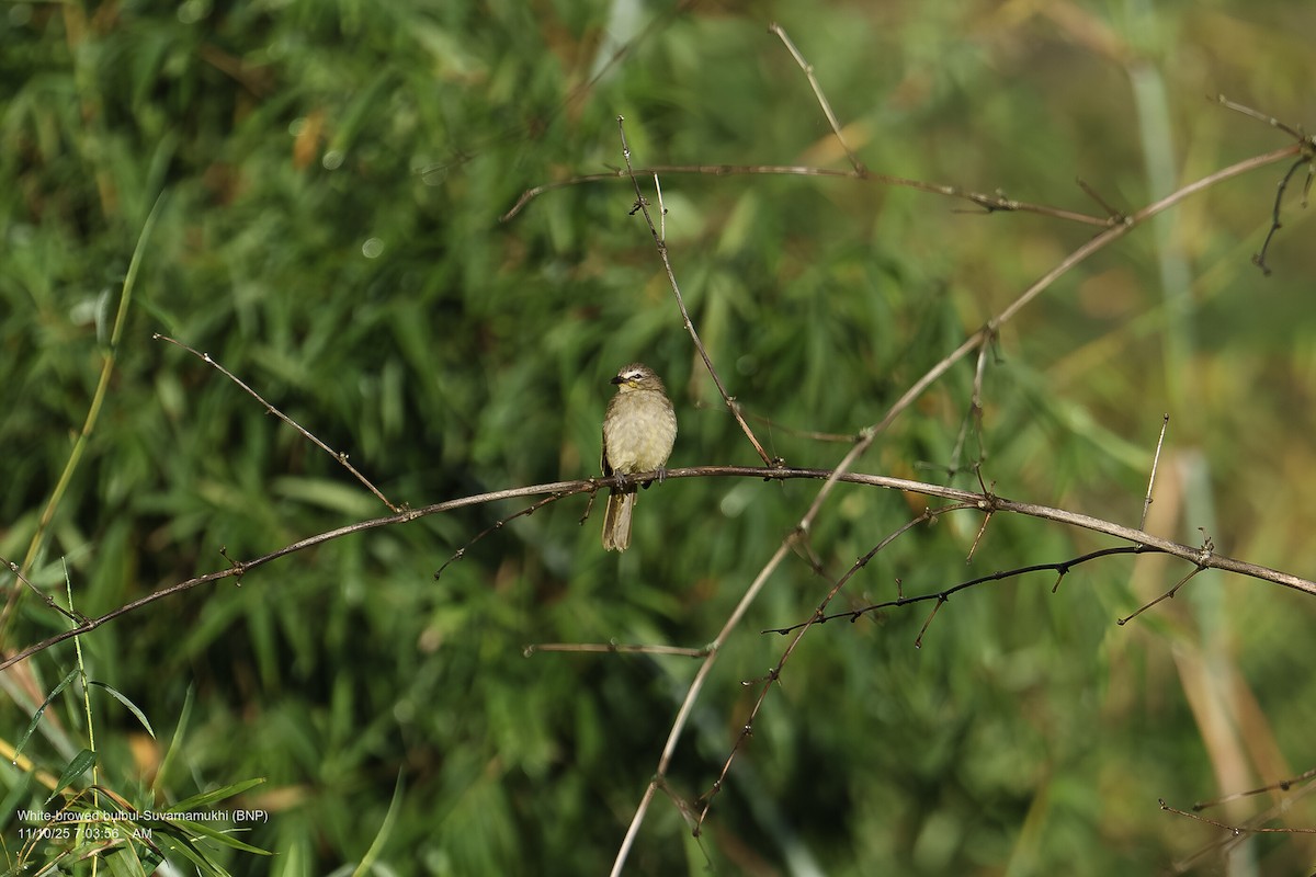 White-browed Bulbul - ML643286715
