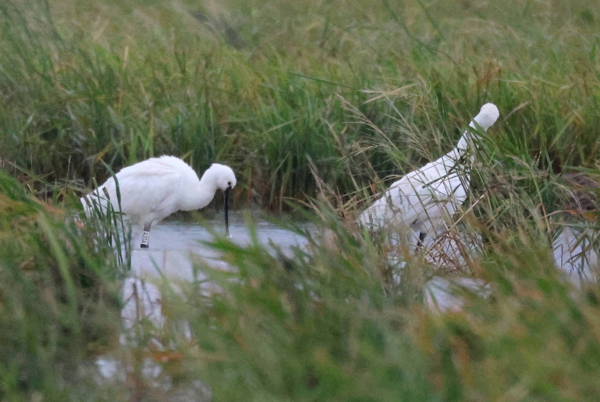 skjestork - ML643286716