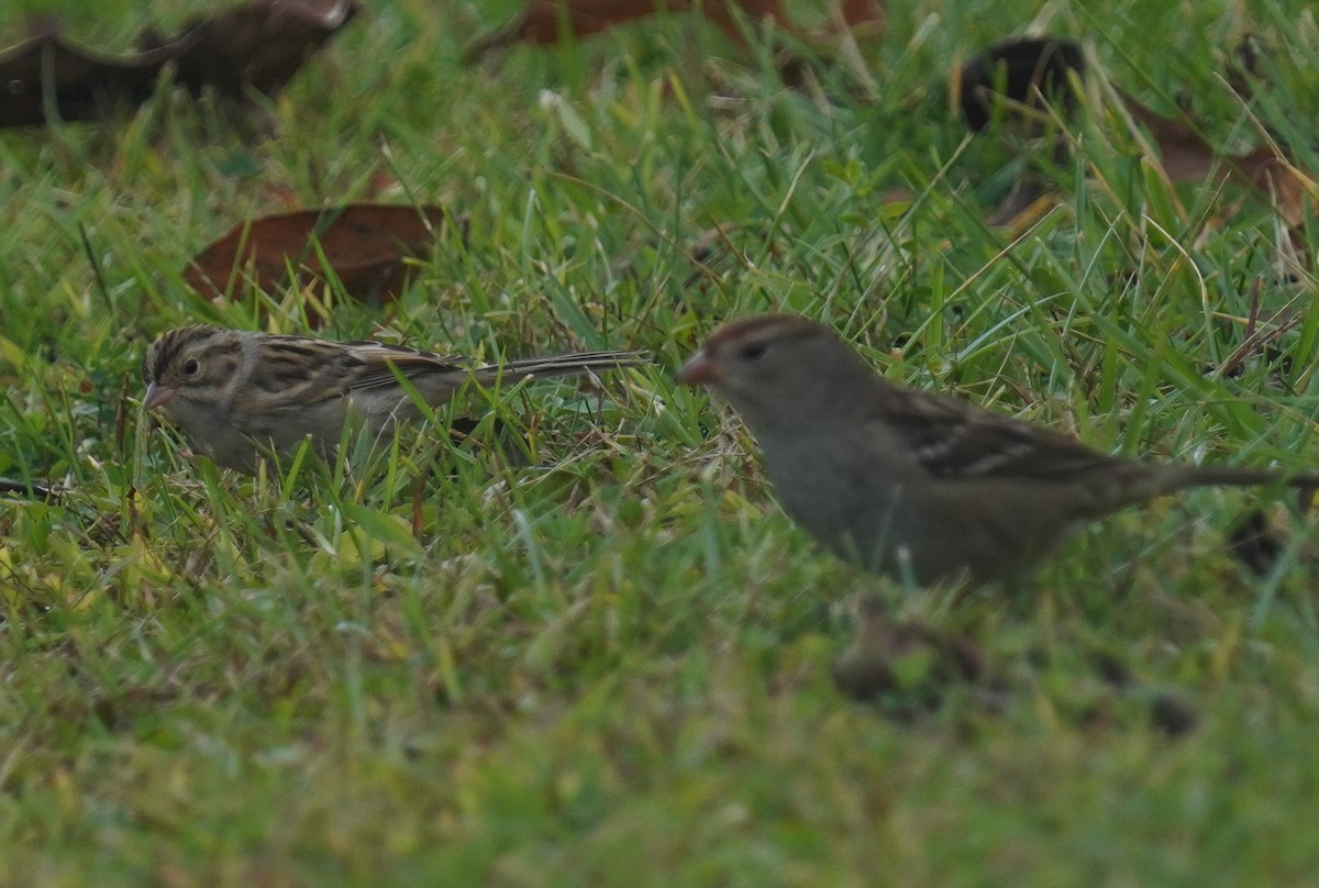 Clay-colored Sparrow - ML643286718