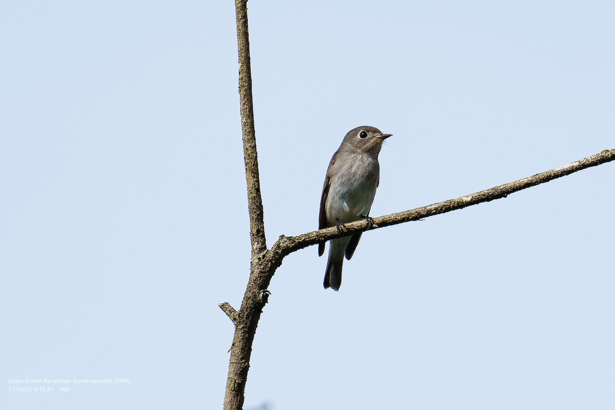 חטפית סיבירית - ML643286720
