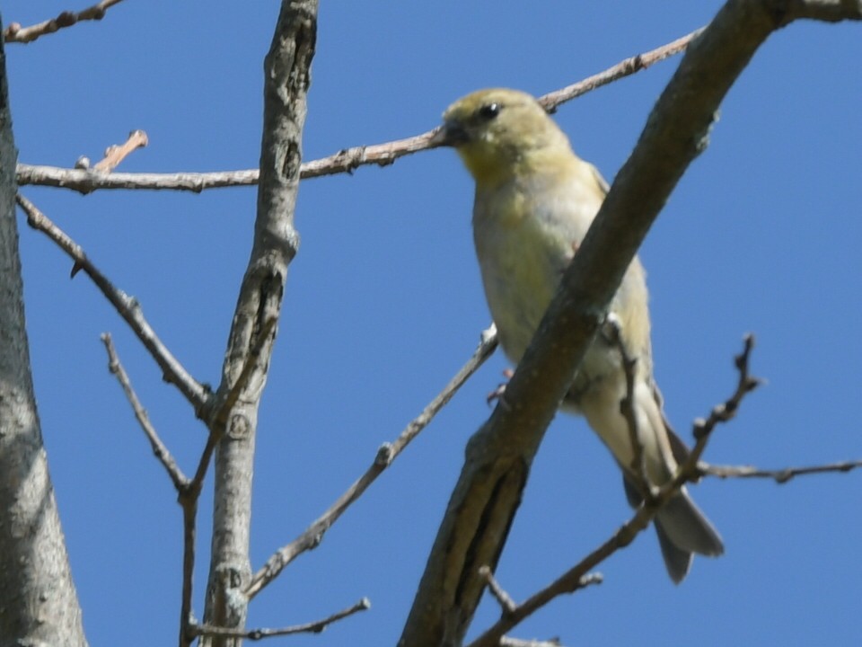 American Goldfinch - ML643286722