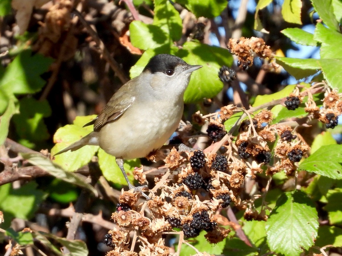 ズグロムシクイ - ML643286724