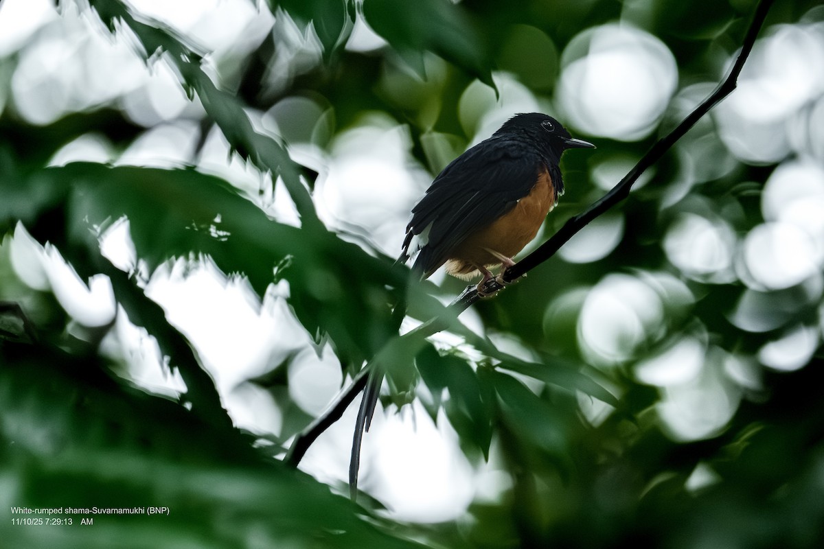 White-rumped Shama - ML643286725