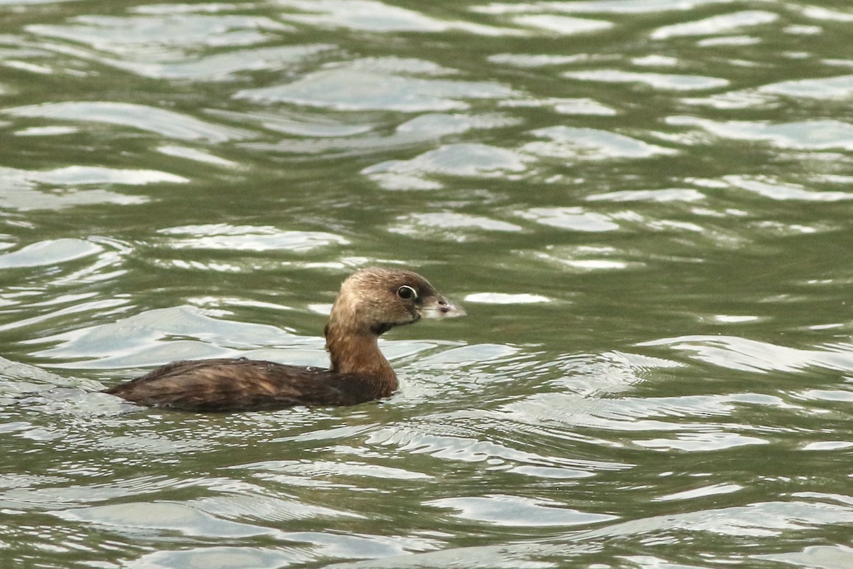 Pied-billed Grebe - ML643286727