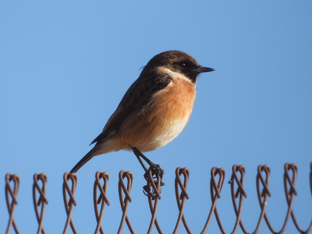 ヨーロッパノビタキ - ML643286732