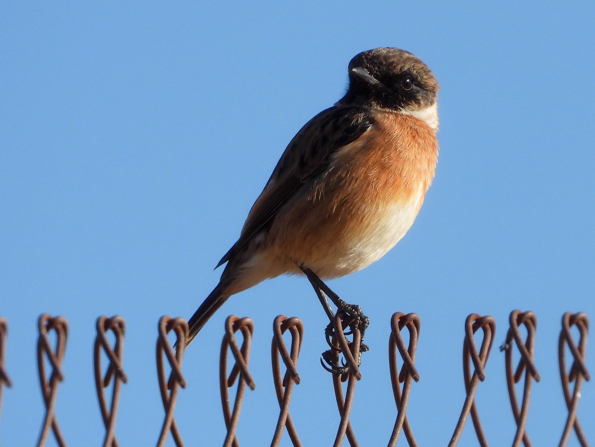 ヨーロッパノビタキ - ML643286733