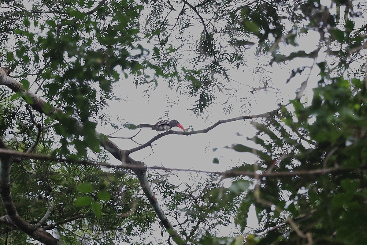 Red-billed Dwarf Hornbill - ML643286739