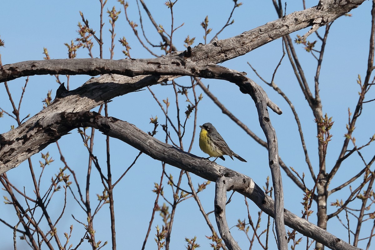 Kirtland's Warbler - ML643286740