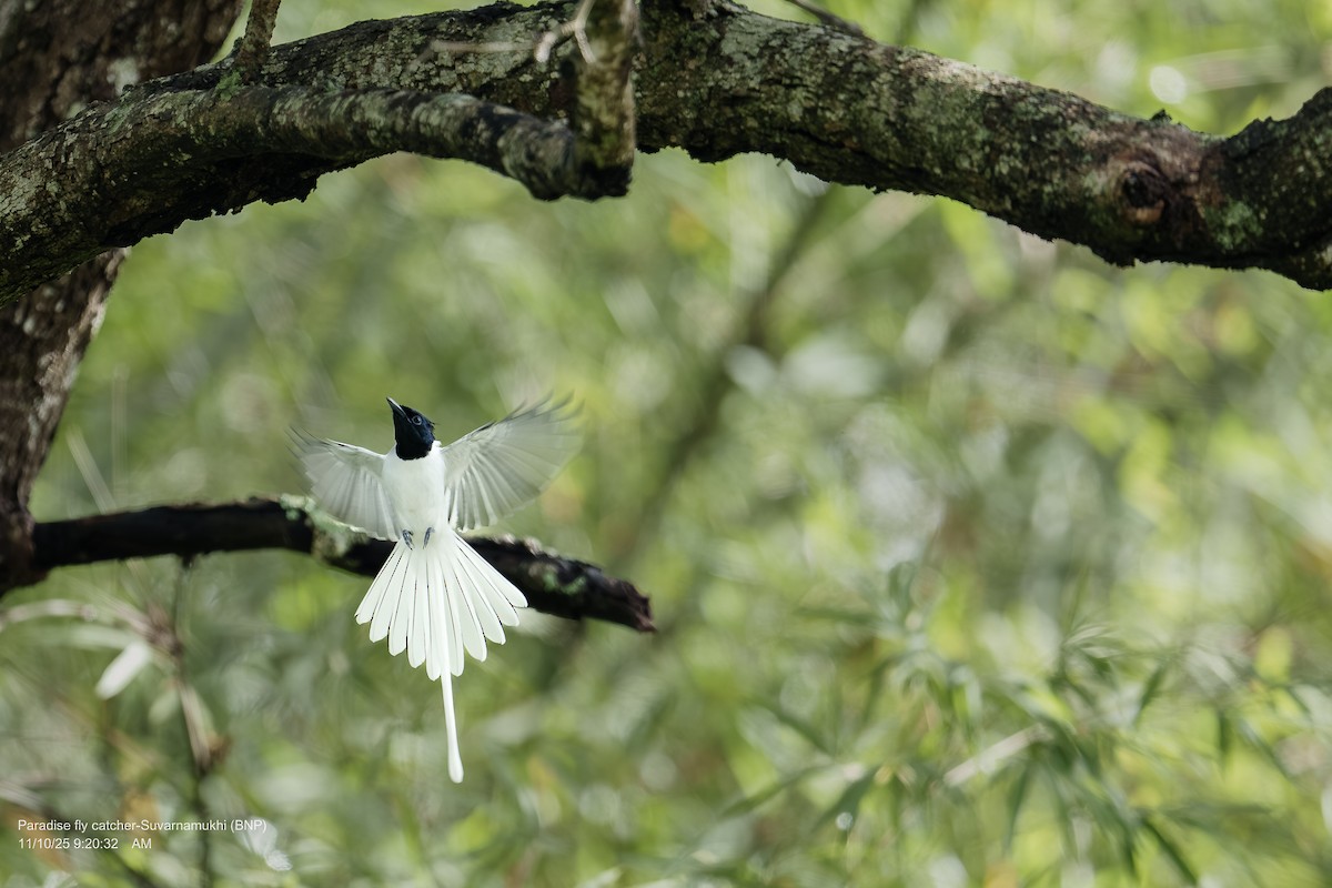 Indian Paradise-Flycatcher - ML643286745