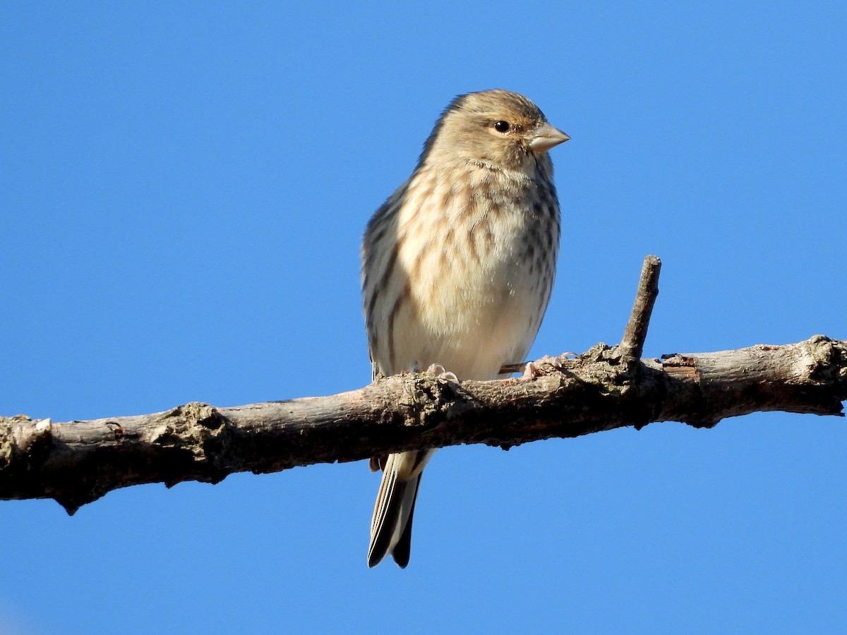 ムネアカヒワ - ML643286749