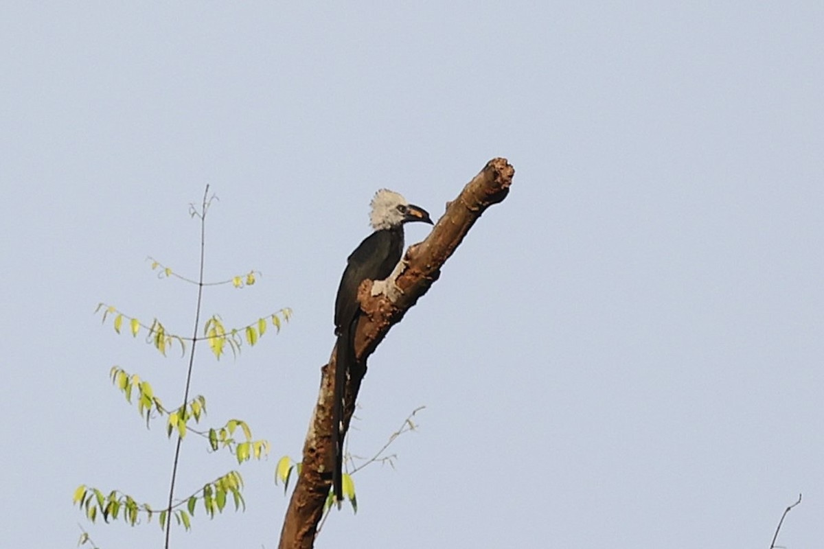Western Long-tailed Hornbill - ML643286763