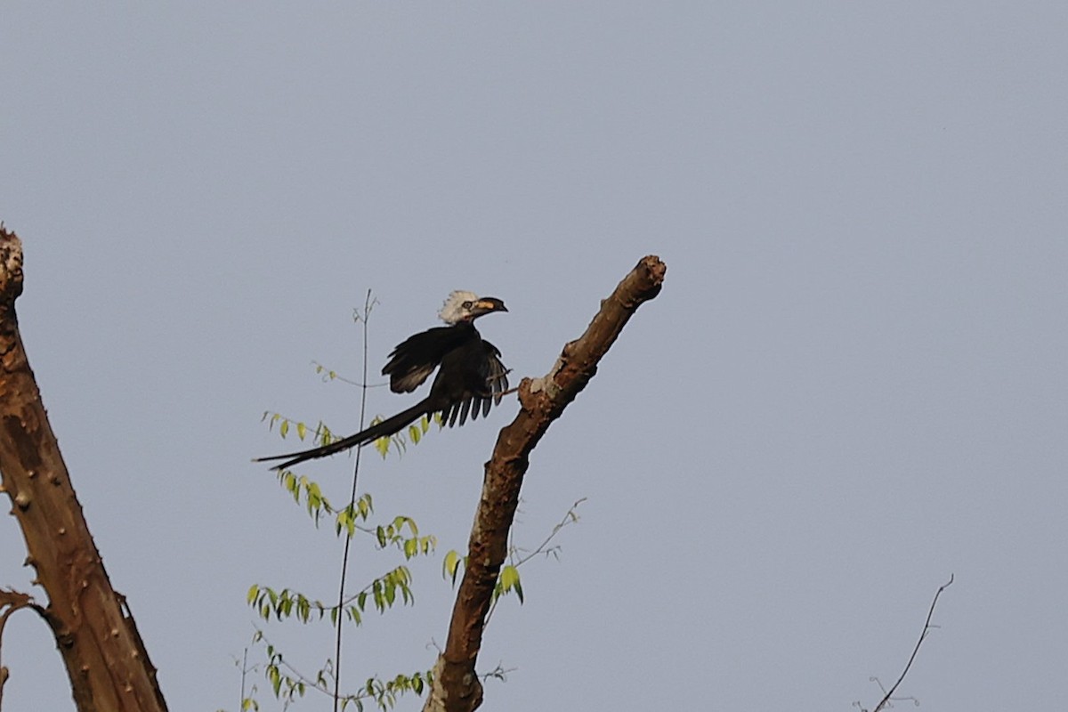 Western Long-tailed Hornbill - ML643286764