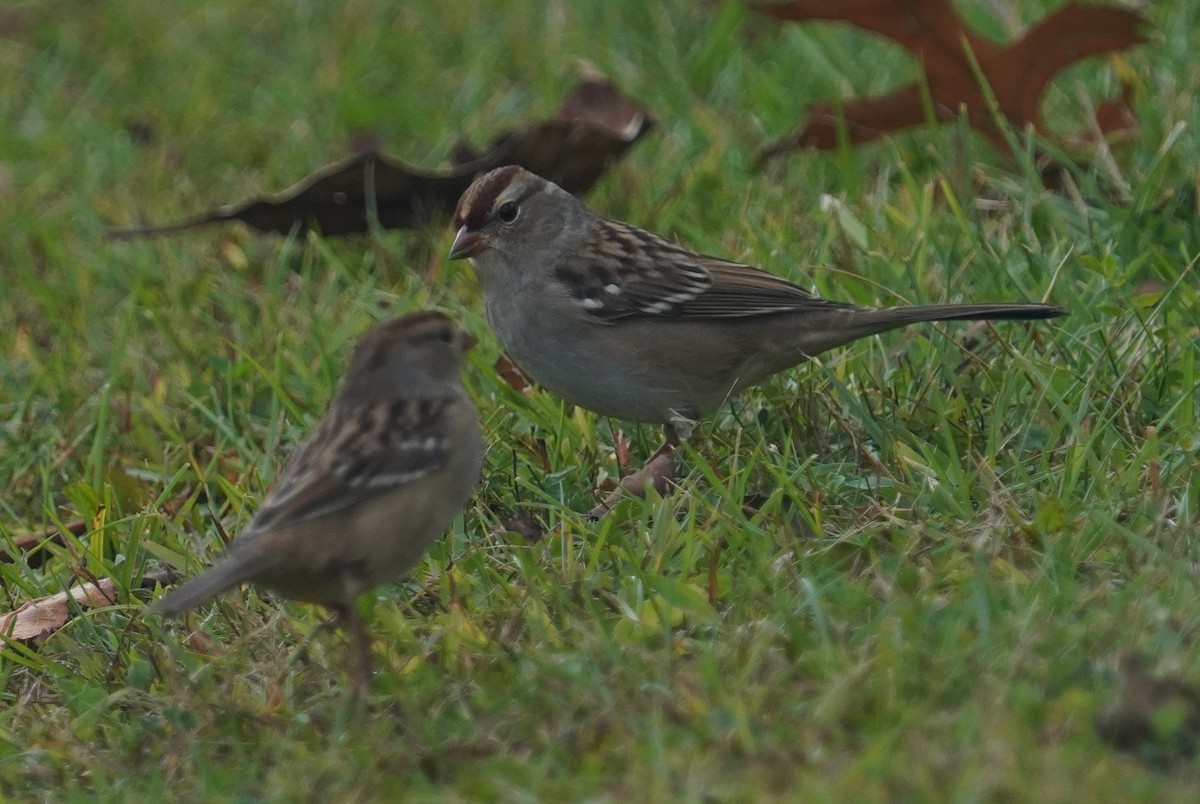 White-crowned Sparrow - ML643286768