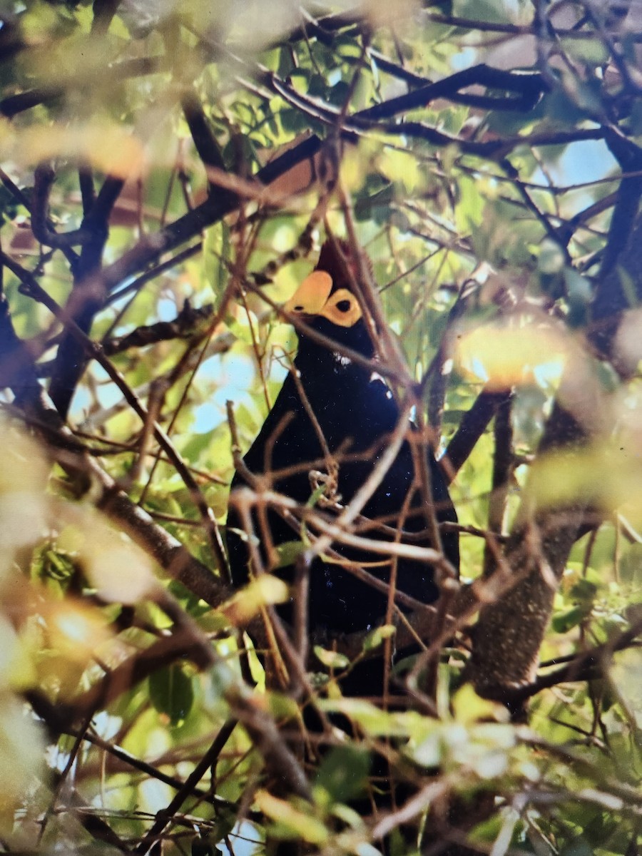 Ross's Turaco - ML643286805