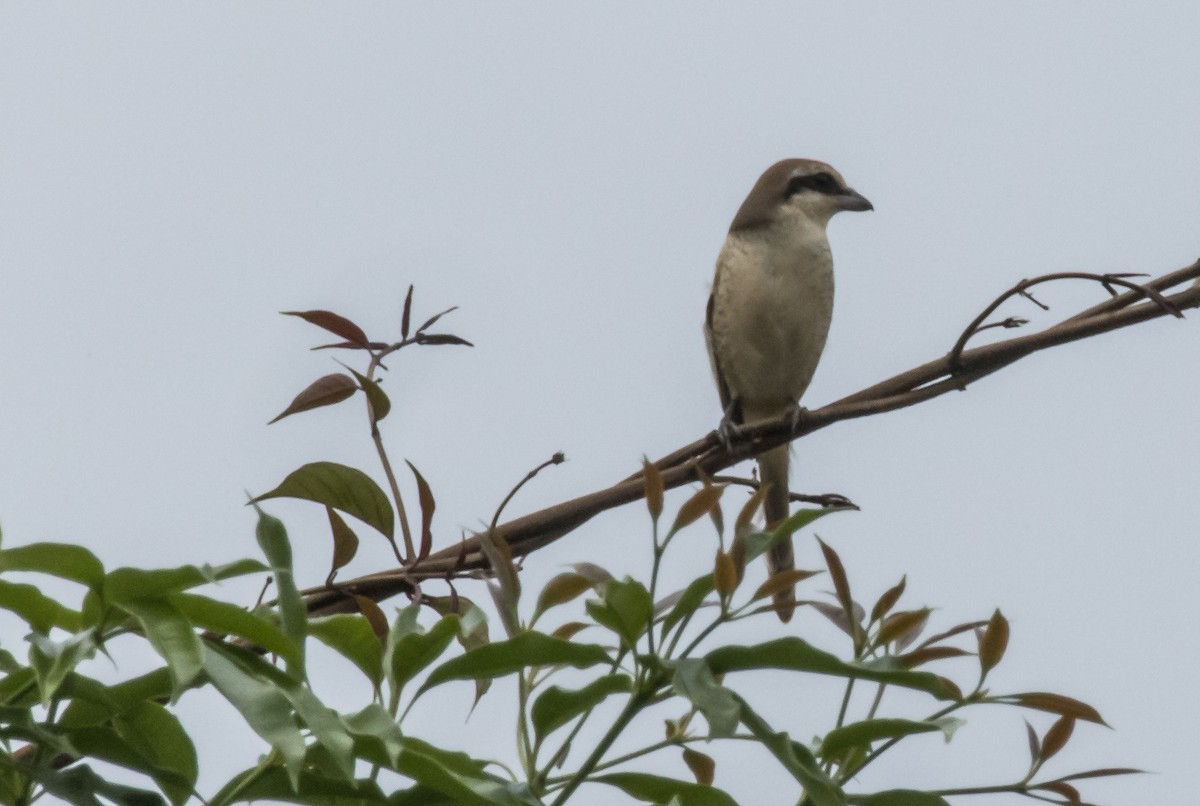 Brown Shrike (Brown) - ML643286806