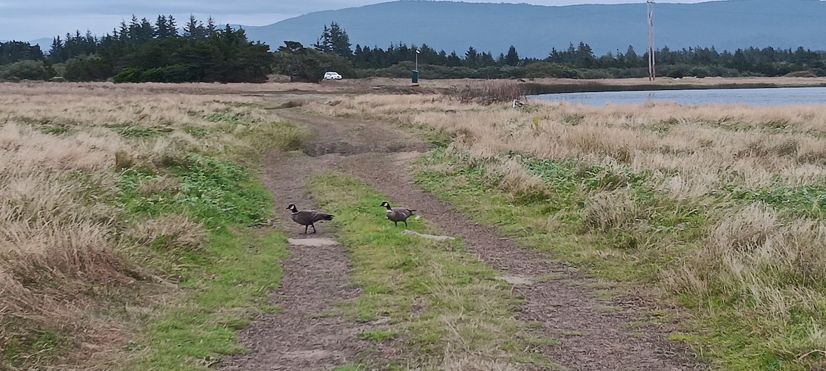 Cackling Goose (Aleutian) - ML643286826