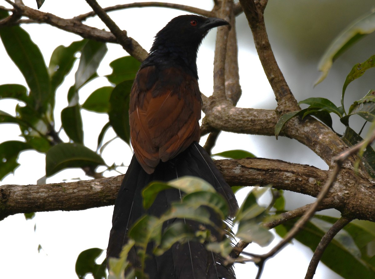 Greater Coucal - ML643286844