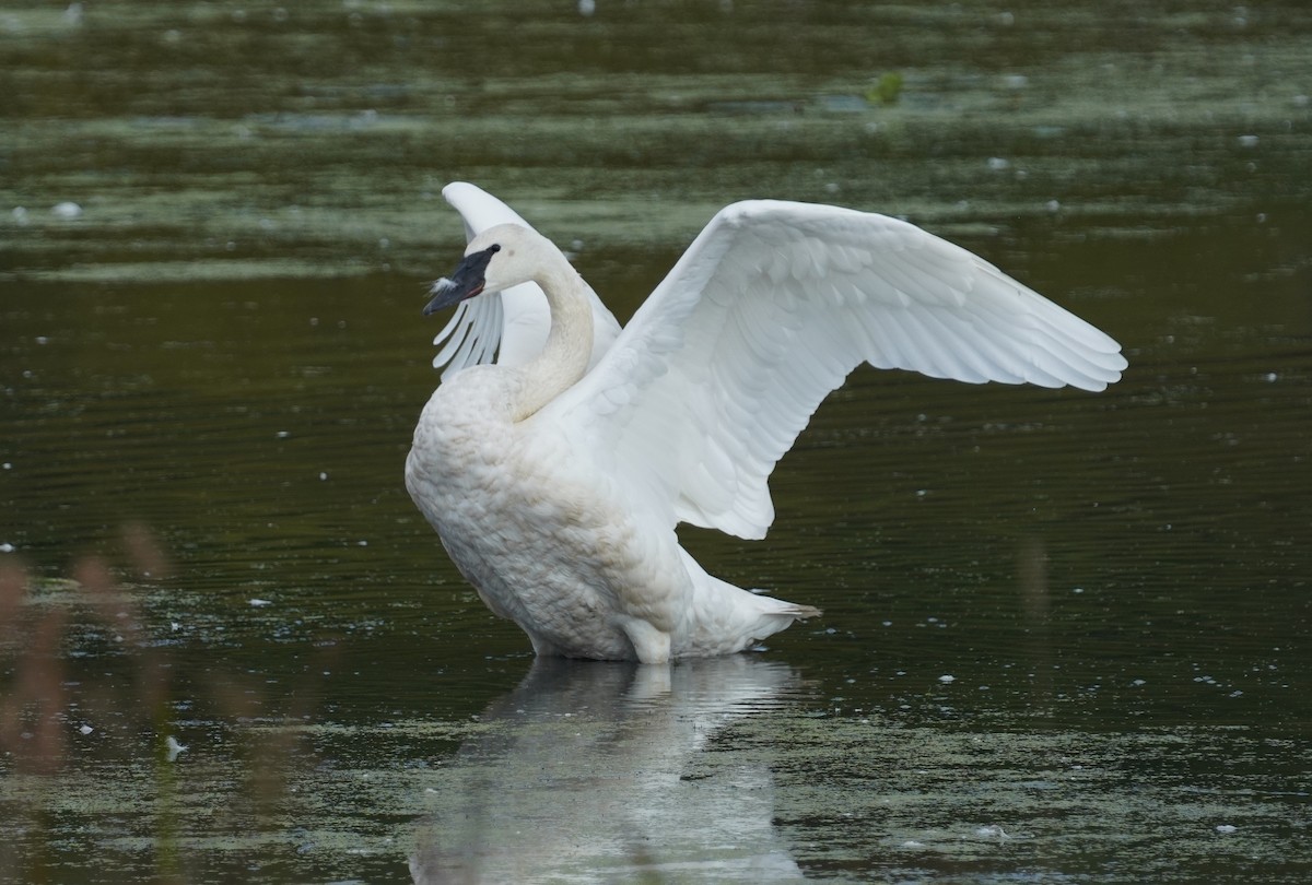 Trumpeter Swan - ML643286851