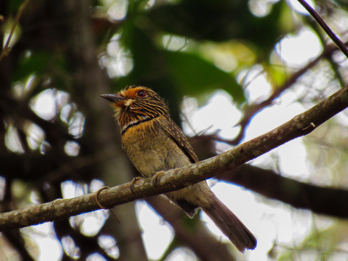 Crescent-chested Puffbird (Greater) - ML643286865