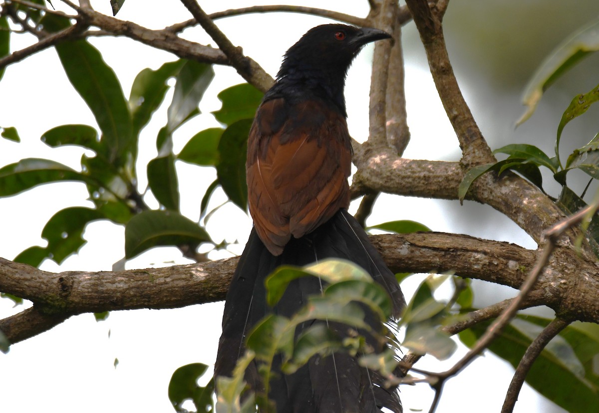 Greater Coucal - ML643286869