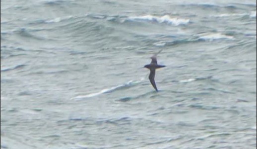 Sooty Shearwater - ML643286880