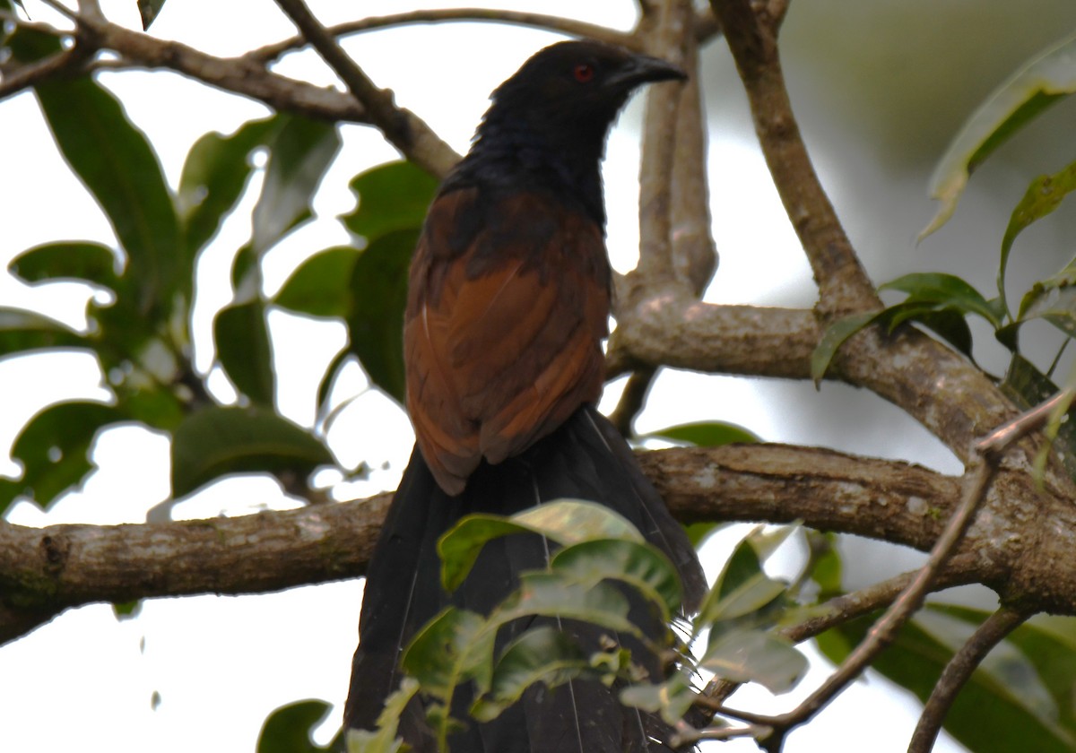 Greater Coucal - ML643286886