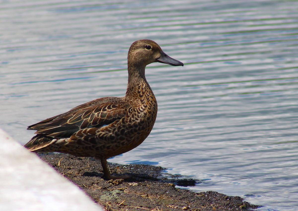Blue-winged Teal - ML643286888