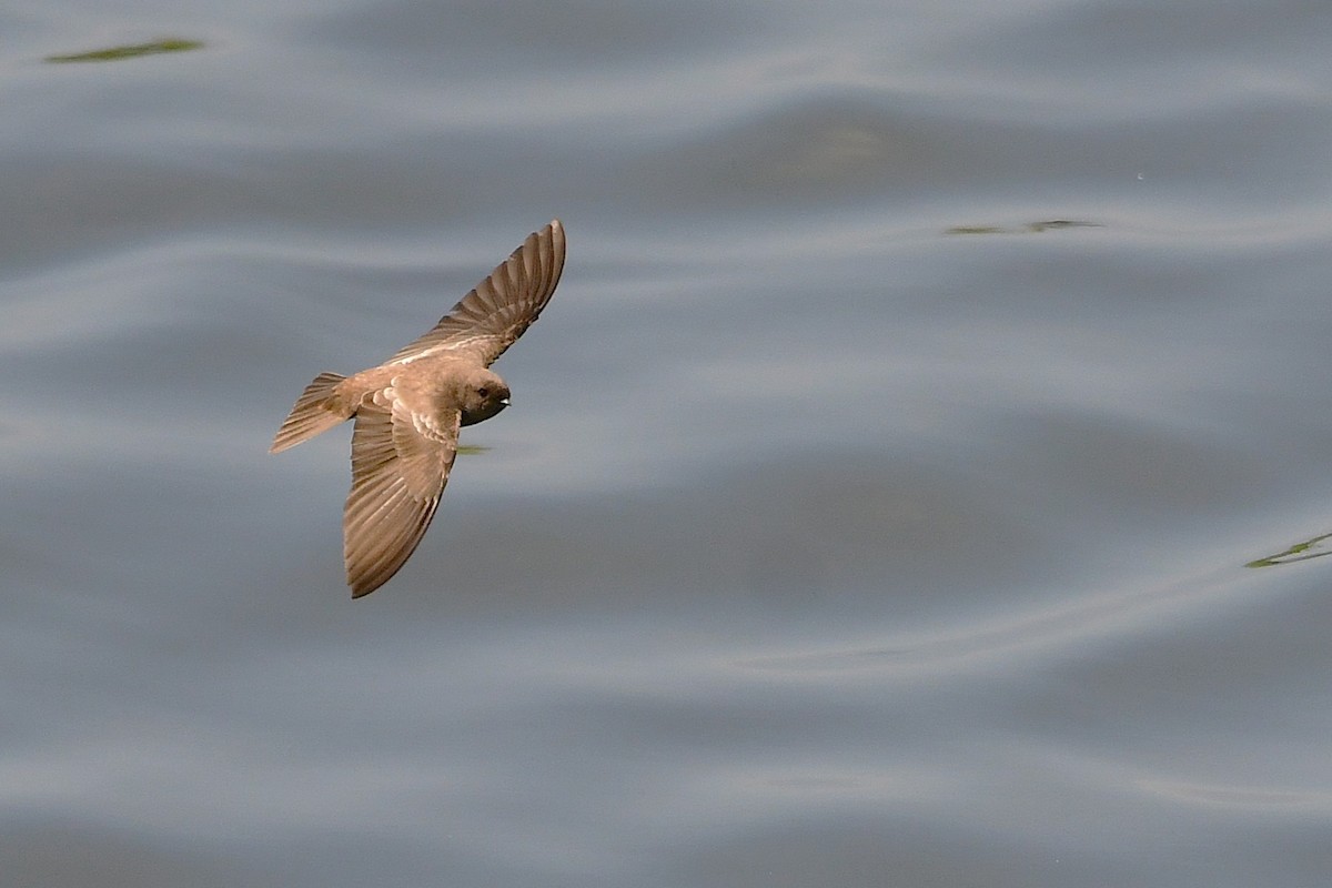 Plain Martin - ML643286893