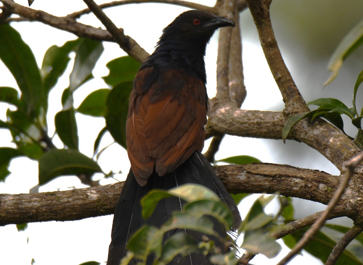 Greater Coucal - ML643286895