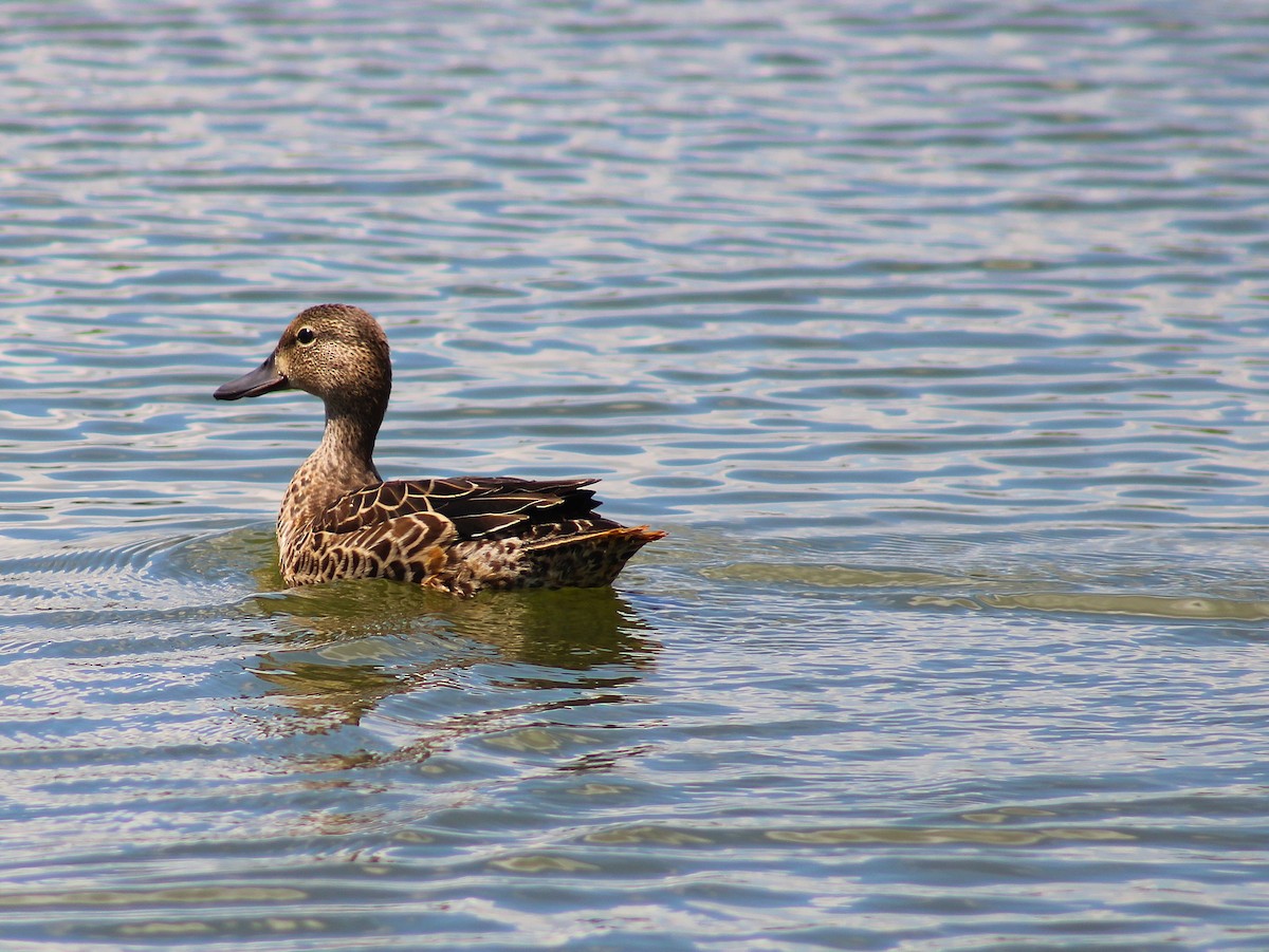 Blue-winged Teal - ML643286896