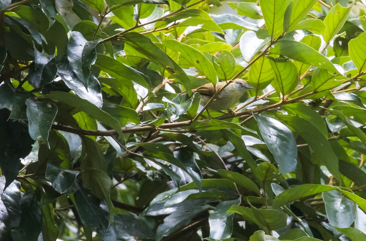 Gray-faced Tit-Babbler - ML643286915