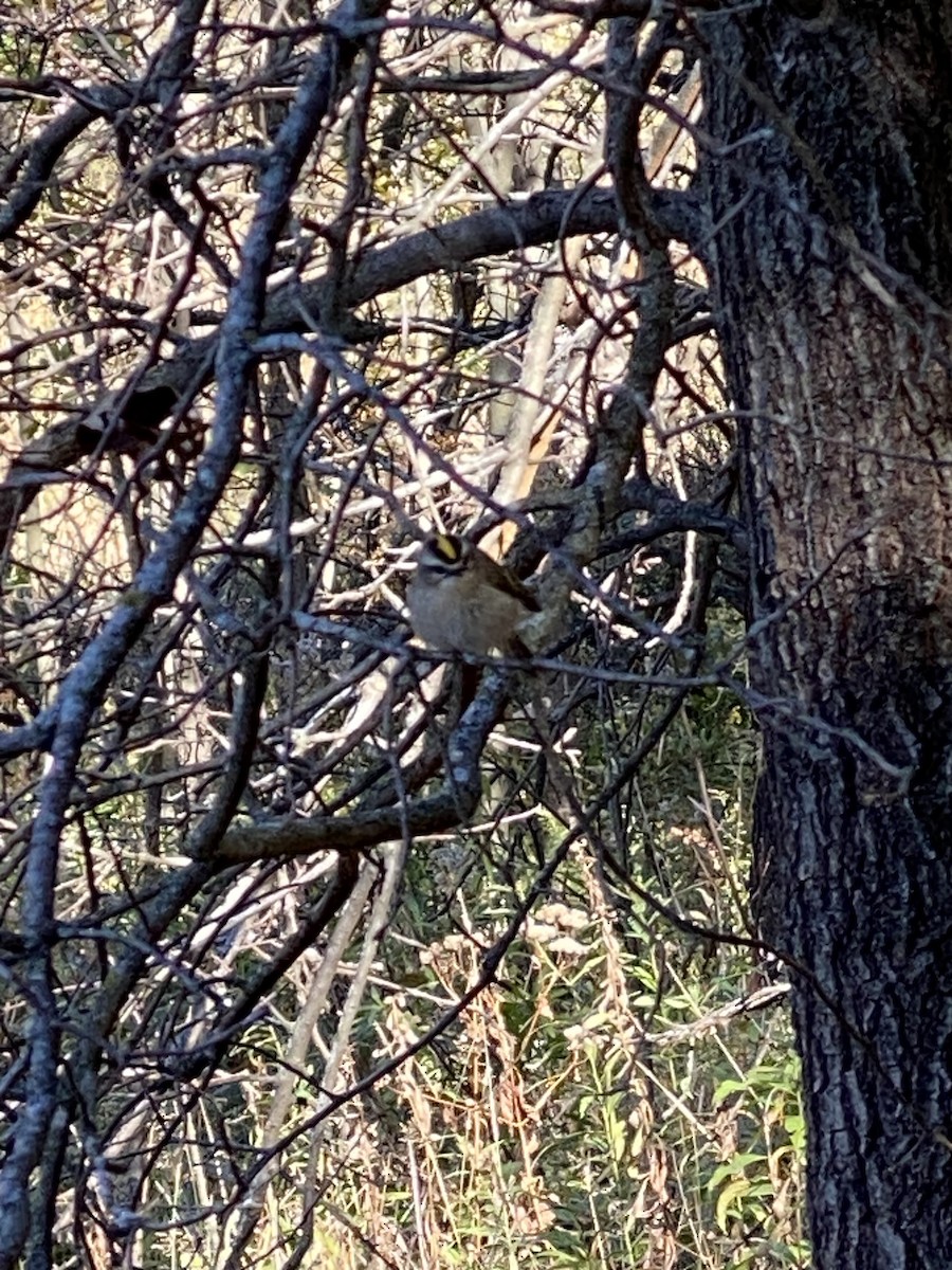 králíček zlatohlavý - ML643286936