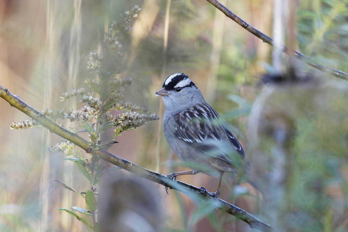 White-crowned Sparrow - ML643286955