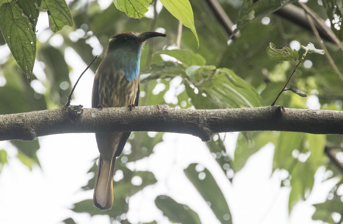 Blue-bearded Bee-eater - ML643286980