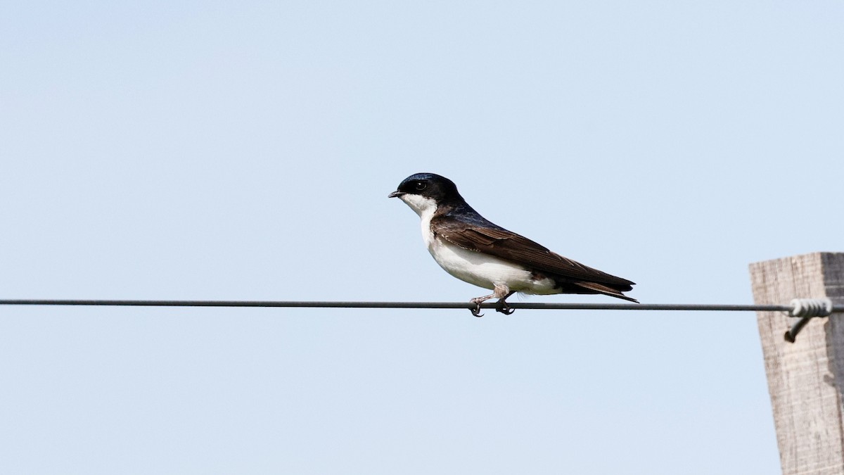 Blue-and-white Swallow - ML643286984