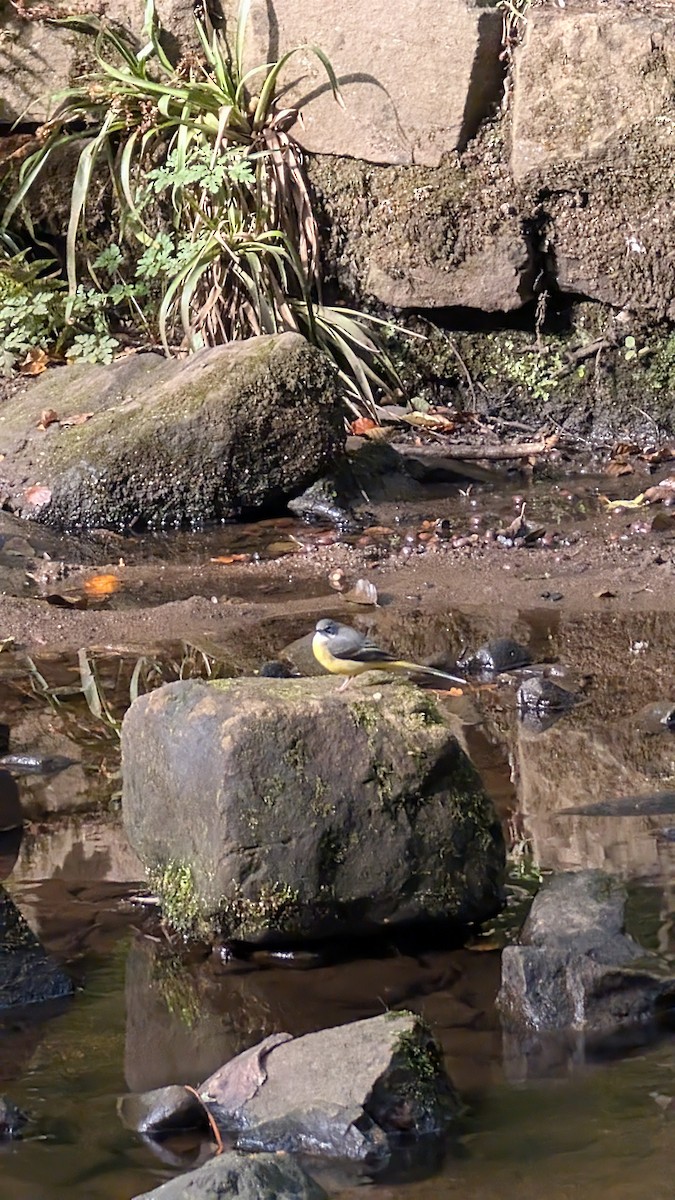 Gray Wagtail - ML643286992